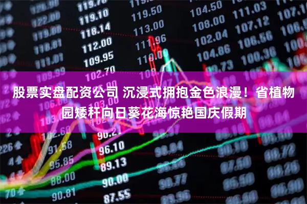 股票实盘配资公司 沉浸式拥抱金色浪漫！省植物园矮秆向日葵花海惊艳国庆假期